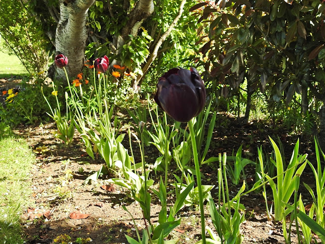 dark-tulip