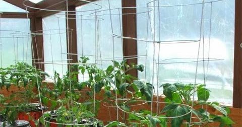 Growing tomatoes in Buckets #vegetable_gardening