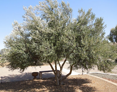 Niner Estates Olive Tree, © B. Radisavljevic