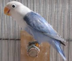 Lovebird Violet Kepala Elang Fischeri Sable