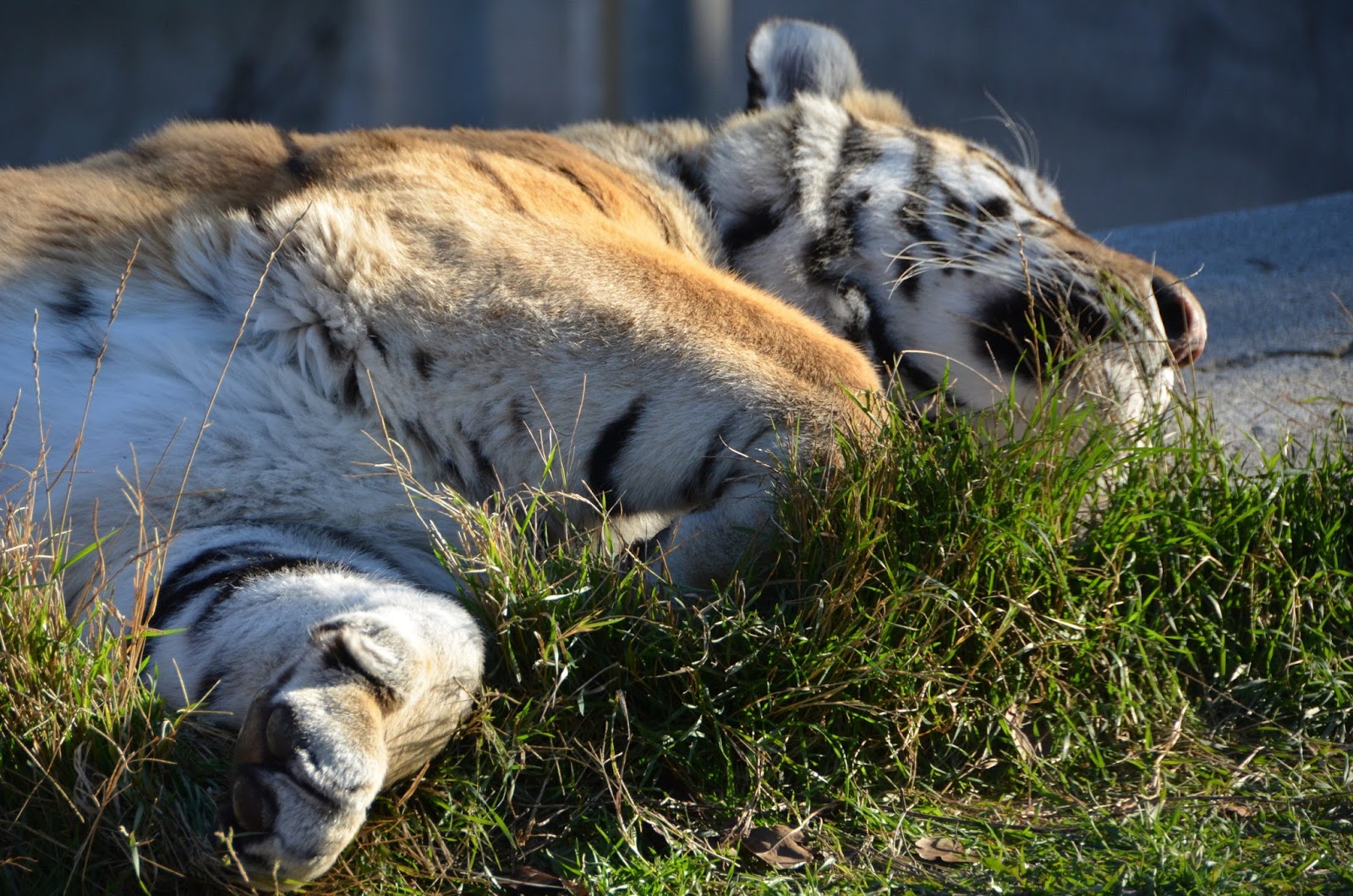 львы в крыму тайган. тайган сафари парк. тайган сафари парк в крыму. сафари в крыму тайган. крым львы сафари парк тайган.