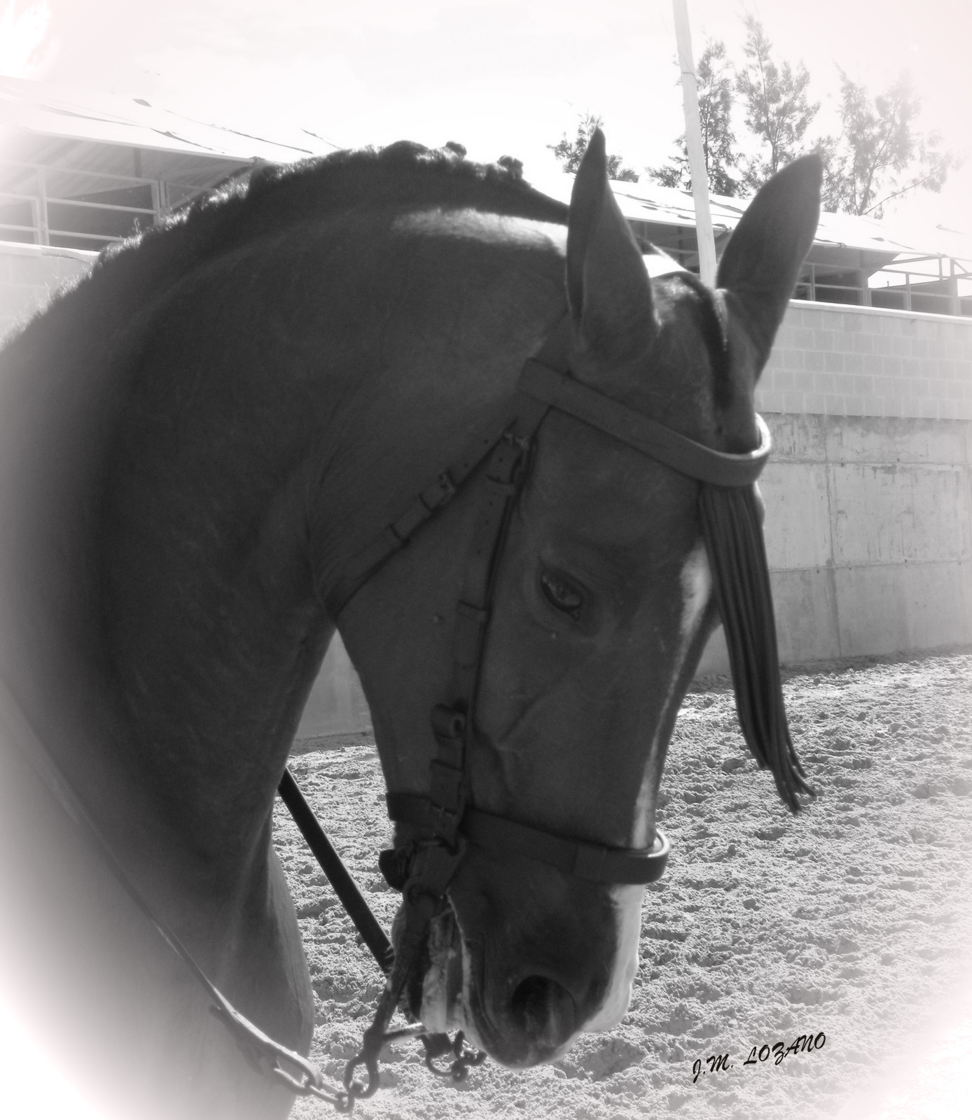 Caballo Blanco Imágenes gratis en Pixabay - Fotos De Caballos En Blanco Y Negro
