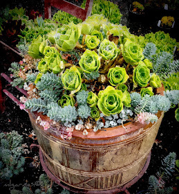Garden Design Ideas: Sucessful Succulent Gardening