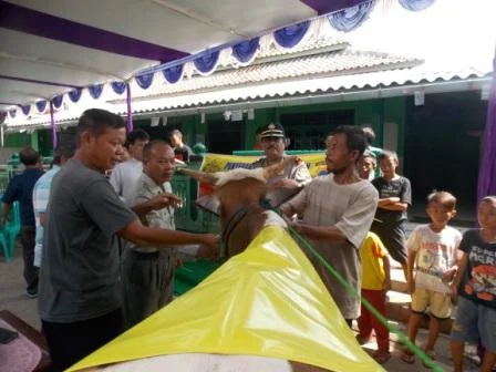 Penyerahan Hewan Qurban  Dari Polsek Pekalongan Timur Kepada Masyarakat 