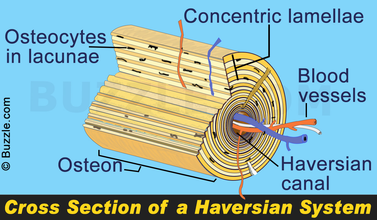 EXAMS AND ME : Haversian Canal System