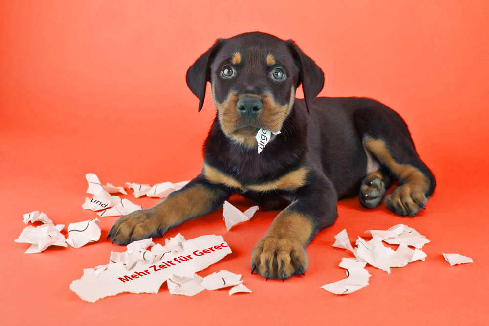 Der Postillon Auch das noch! SPDWahlprogramm von ParteiHund gefressen