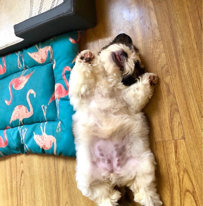 30 Hilariously Adorably Pictures Of Puppy Sleeping As If She Was 'Turned Off' 30 Hilariously Adorably Pictures Of Puppy Sleeping As If She Was 'Turned Off'