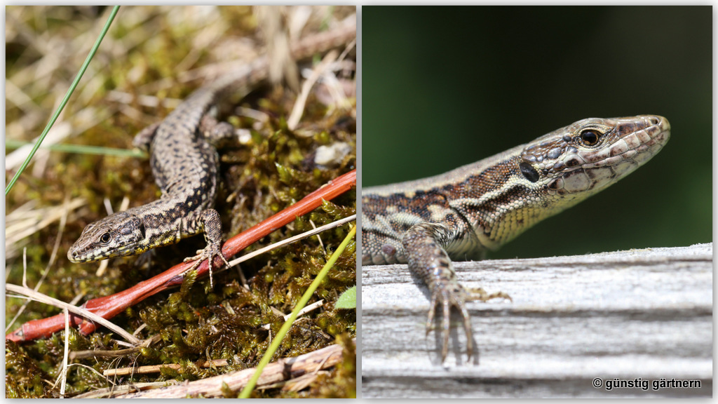 Gunstig Gartnern Juni 2016
