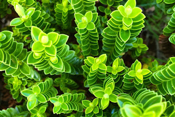 Download Gratis Wallpapers Windows 10