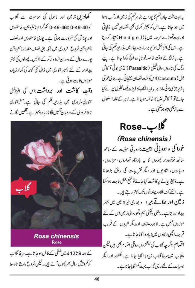How to Grow Outdoor & Indoor Plants & Flowers Urdu Guide
