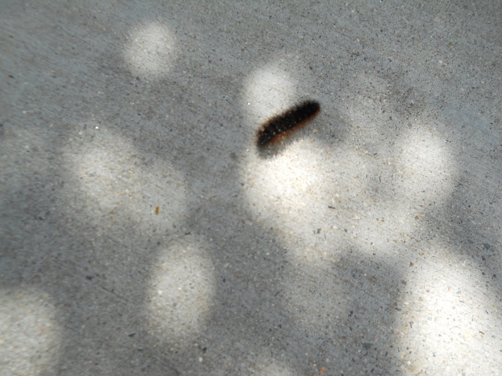 Oddball Observations : Wooly worm weather predictions