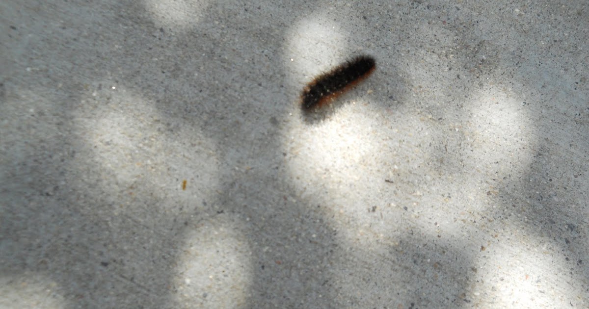Oddball Observations : Wooly worm weather predictions
