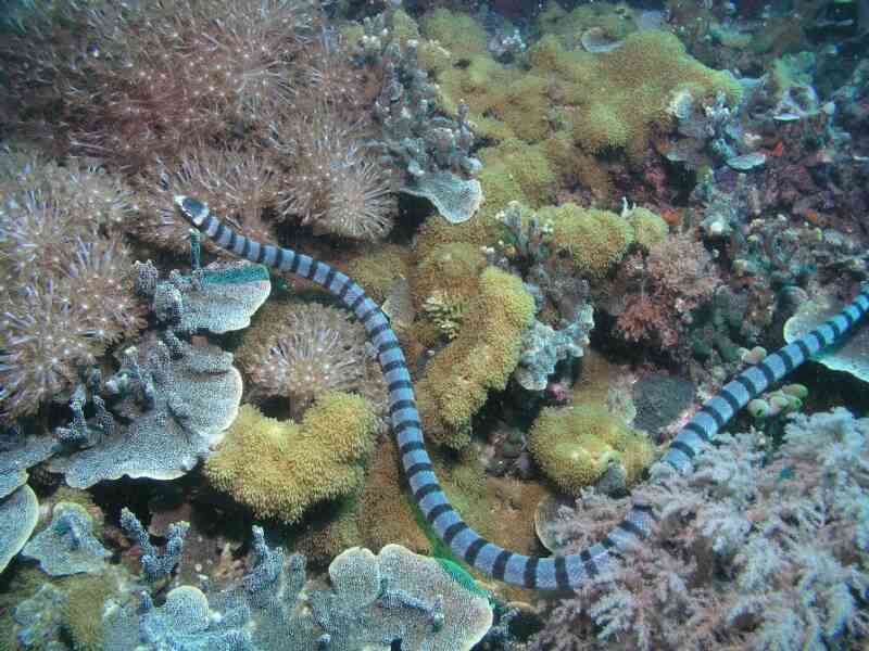 Belcher S Sea Snake Food Belcher S Sea Snake Food