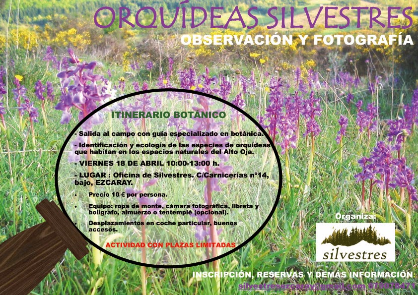 excursiones_actividades_en_ezcaray_orquídeas_wild_orchid_la rioja