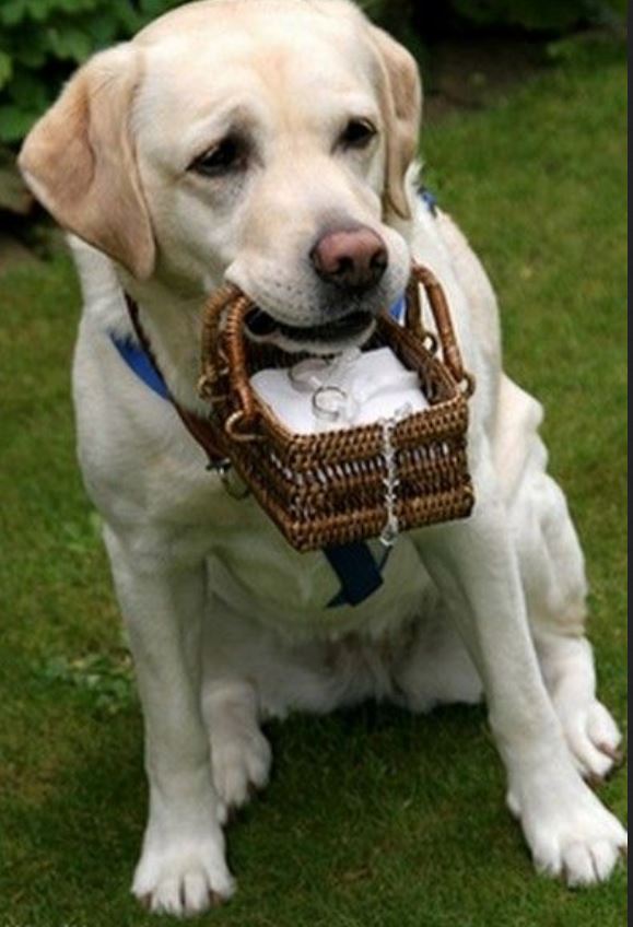 PAJE ENTRENADO - BODA