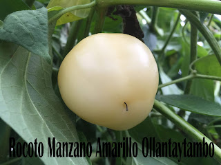 Rocoto%2BManzano%2BAmarillo%2BOllantaytambo%2B-%2B28.jpg