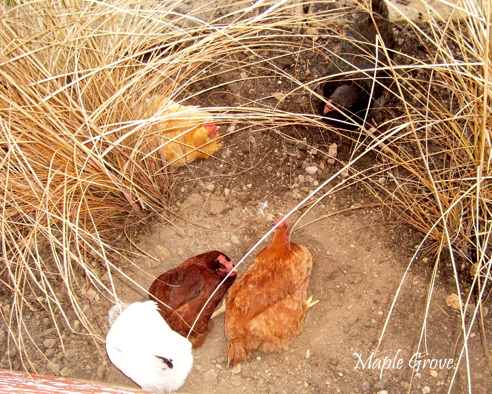 Maple Grove Why Chickens Take Dust Baths