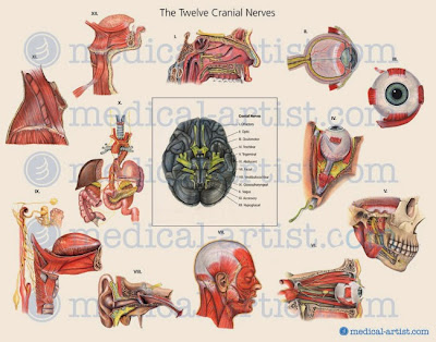Altered Haemodynamics: Cranial nerve testing & cervical spine risk