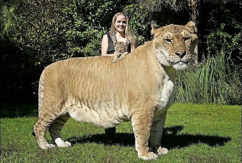 Fieggentrio De grootste kat is half tijger en half leeuw. Fieggentrio De grootste kat is half tijger en half leeuw.
