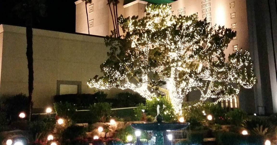 How To Put Christmas Lights On A Palm Tree Led Christmas