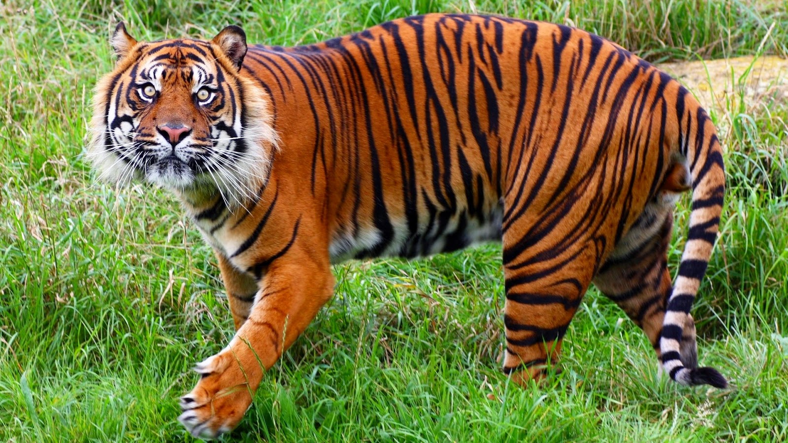 Um Pouco sobre Tudo: Fotos de tigre-de-sumatra (tigre de sumatra wallpaper)