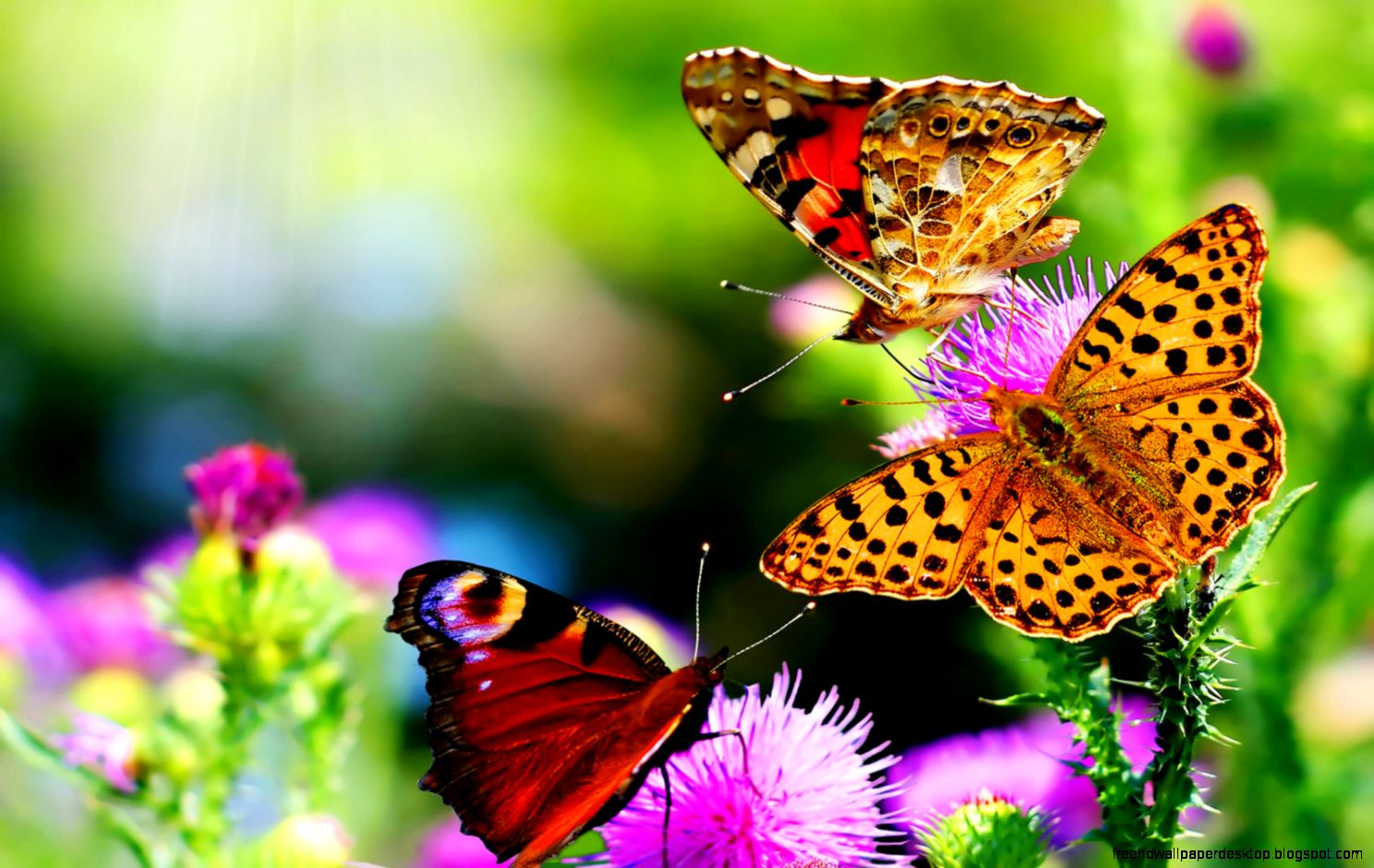 Nature Flowers Wallpapers   HD Wallpapers Backgrounds of Your Choice