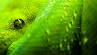 green cool Snakes HD Wallpapers 