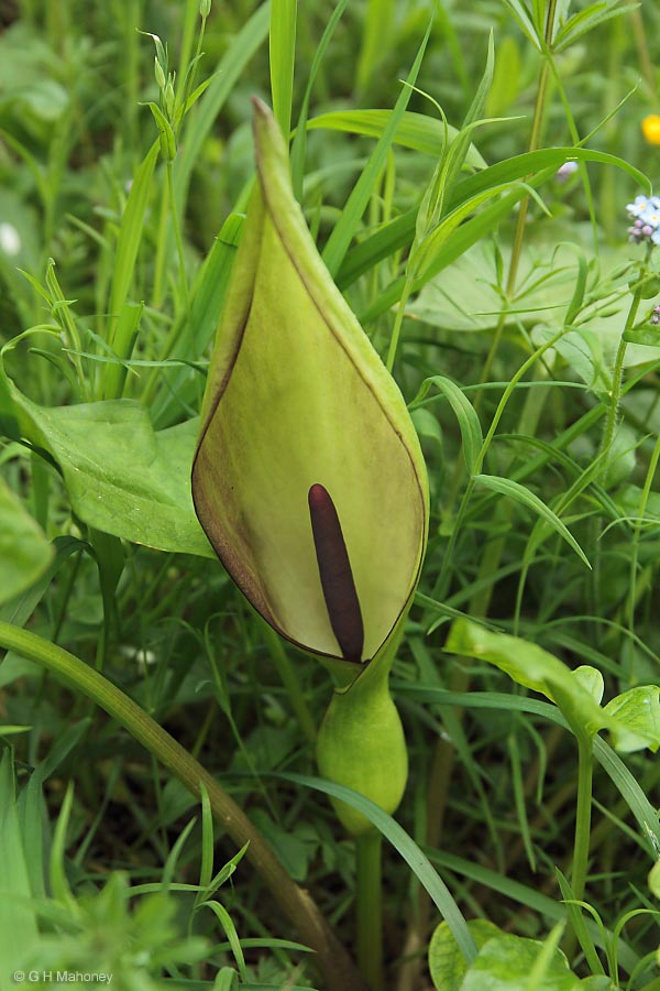 Moorlands and Peak Cuckoo Pint