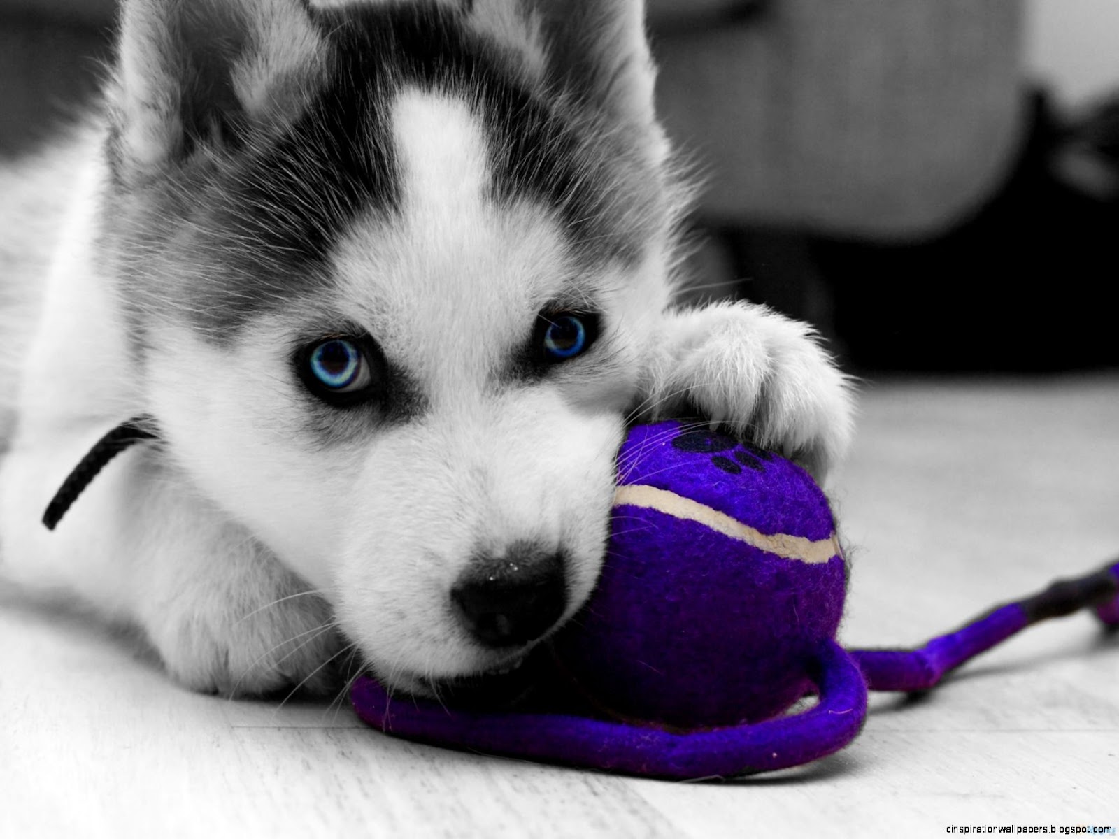 Husky Puppy