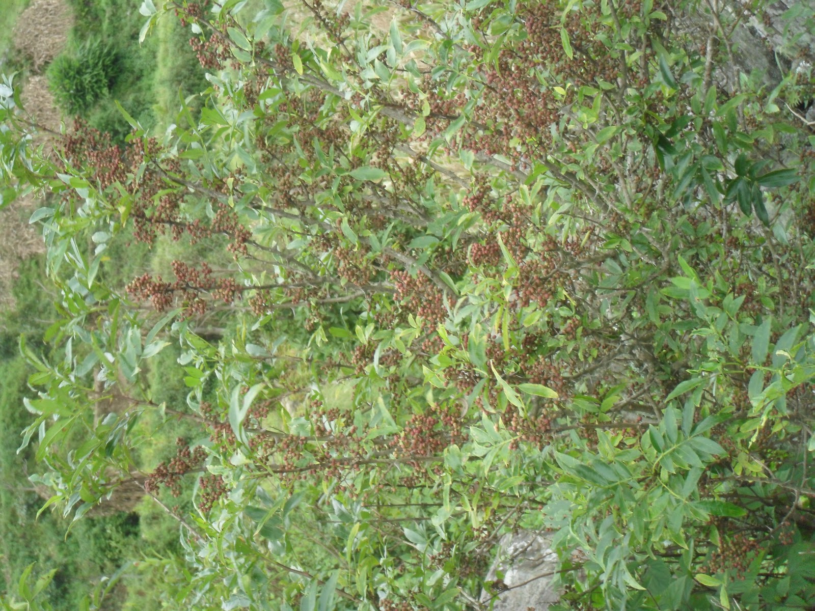 Sunapati Medicinal Plants: (Rutaceae) (Zanthoxylum armatum DC) Timur