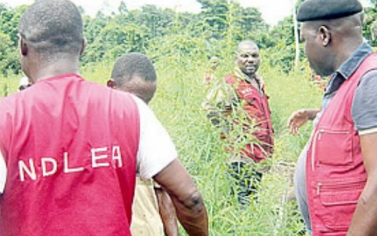 kaduna king indian hemp kaduna king indian hemp