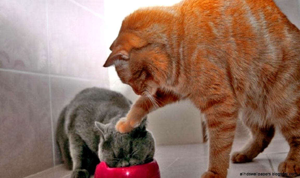 I Love Funny Cat Pictures A Lot Hd Cute Cats Wallpapers Pictures