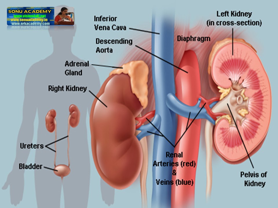 SONU ACADEMY HUMAN KIDNEYTEXT