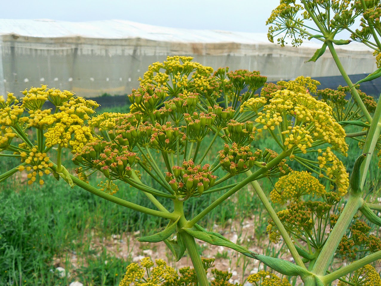 FITOMOR ASSA FETIDA Ferula asafoetida