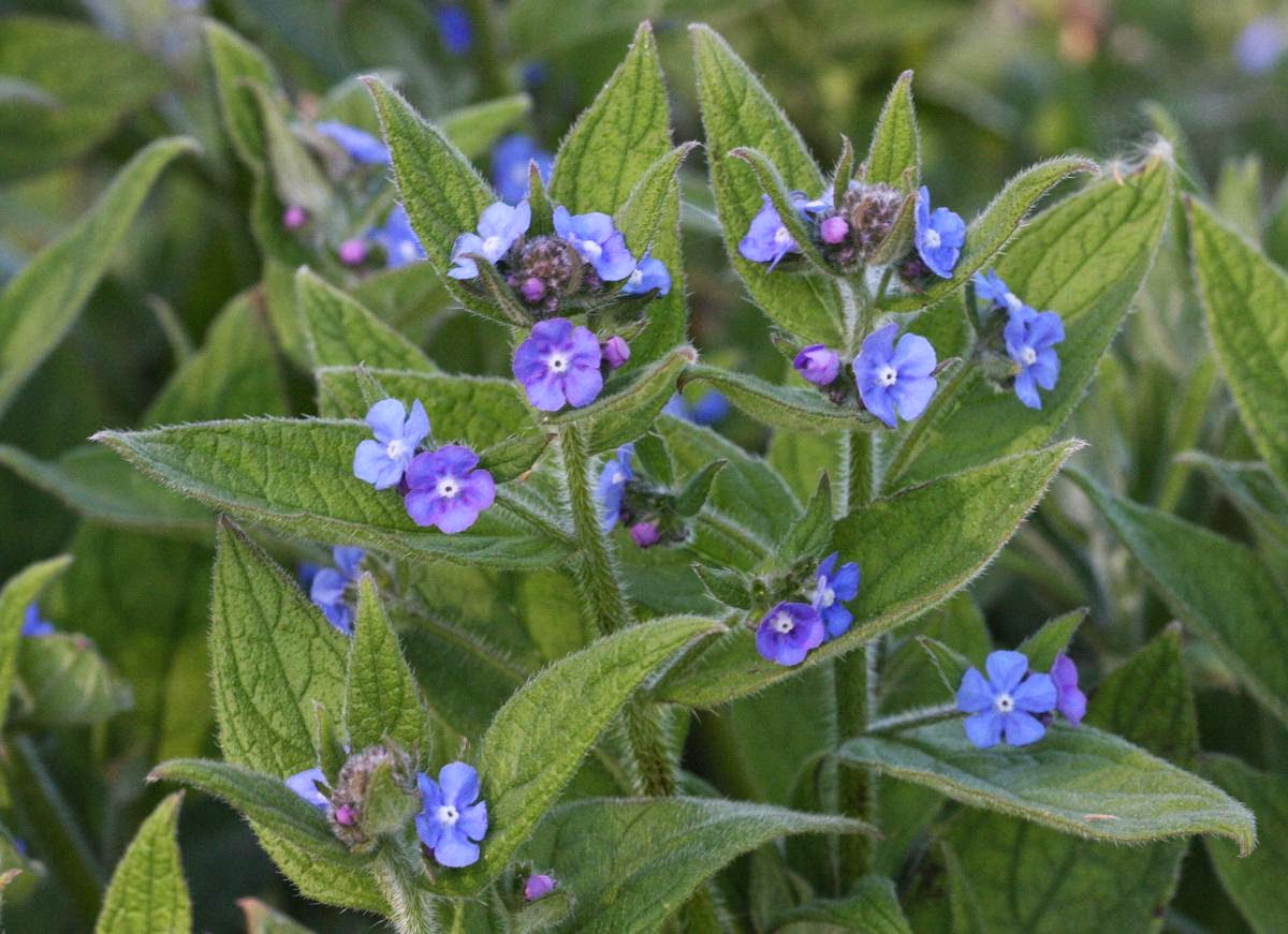 Benefits Of Herb For Health Tips Curing Disease