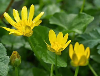 Celidonia menor (Ranunculus ficaria) flor amarilla