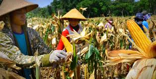 Tari Menanam Jagung Bunda Sari