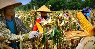 Tari Menanam Jagung Bunda Sari