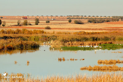 Aspecto de la Laguna de la Veguilla en Alcazar de San Juan.