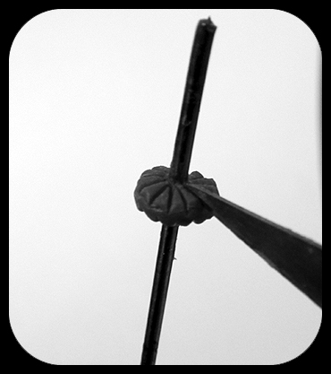 Gardens of Hecate: LI. Tutorial: How to Sculpt a Ruff