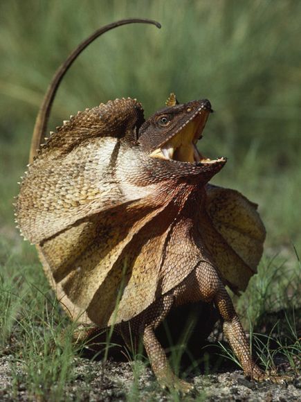Frilled Lizard Pictures 15