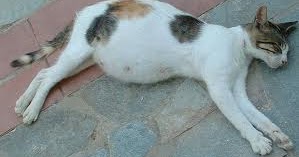 The Usual Hawa and Cats: Segmen Tahukah Kita : 1st Episod