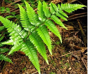 Tumbuhan Higrofit Pengertian Ciri Ciri Cara Adaptasi Dan Contohnya Materiipa Com