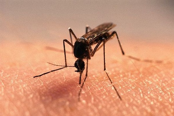 Morfologi Nyamuk Aedes Aegypti | Nyamuk Dan Serangga