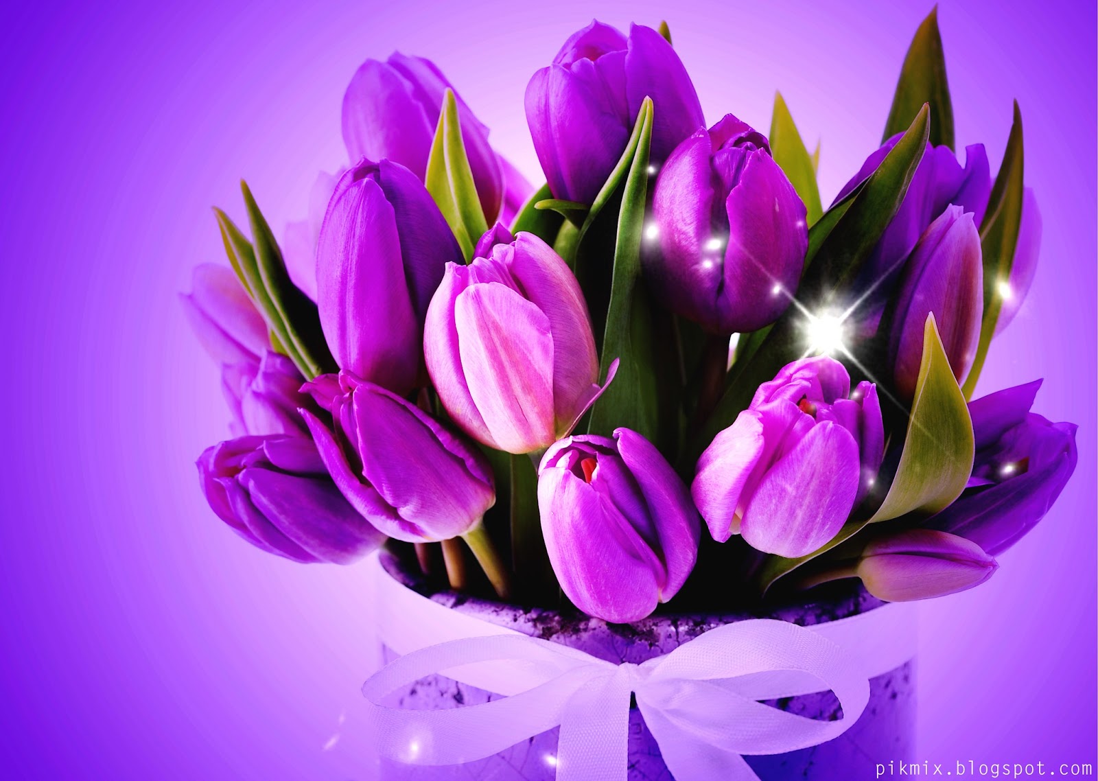 Tulipanes violeta | Pik-Mix