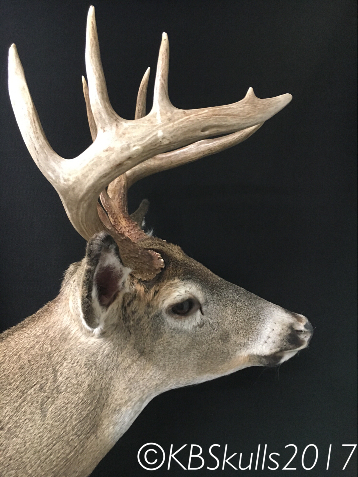 KB Skulls Taxidermy Pictures