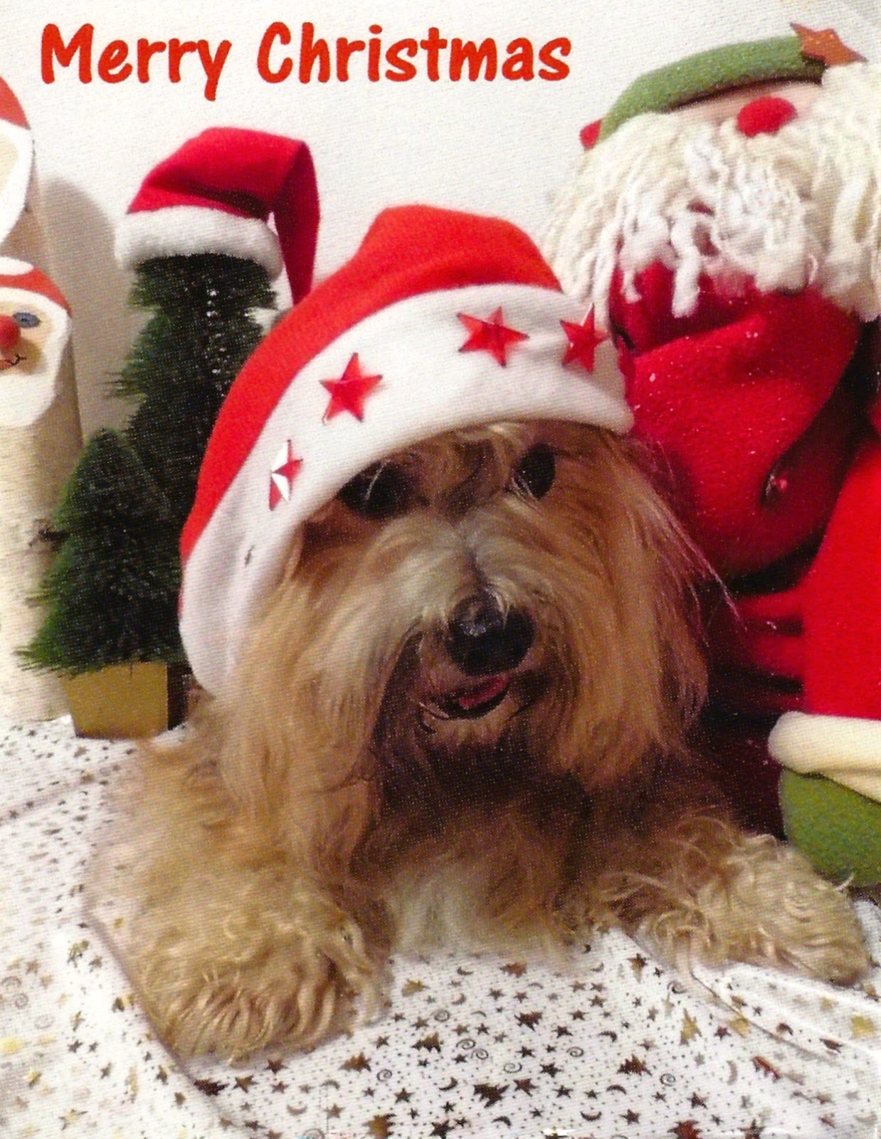 My Favorite Animal Postcards: A Dog in Santa Hat, Merry Christmas