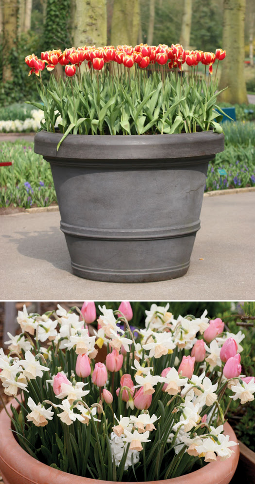 Do this in the fall. Spring bulbs in Pots - 101 Gardening