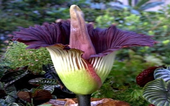 Bunga Bangkai