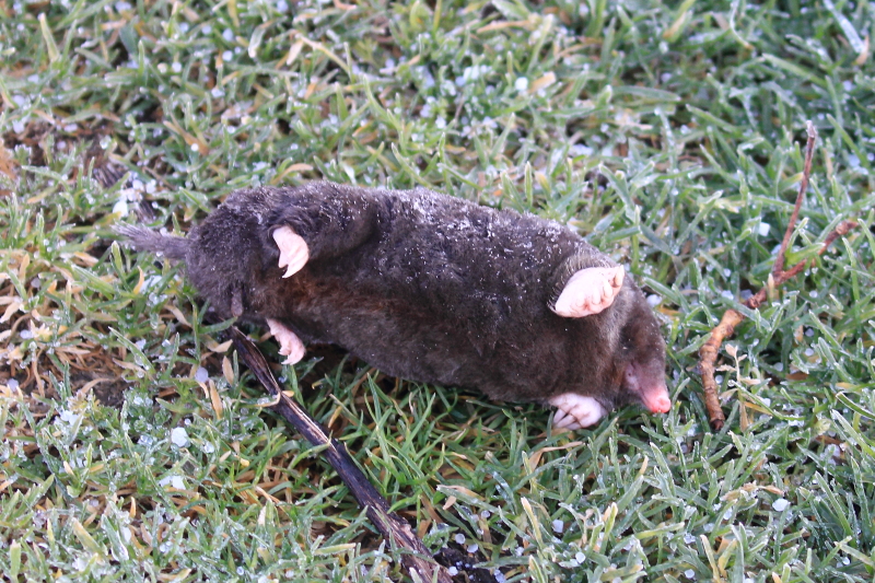 Polders Poelgeest Hoe Lang Nog Tot De Eerste Grutto 